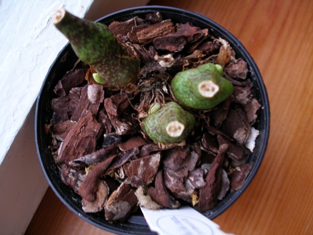 pleione_maculata.jpg