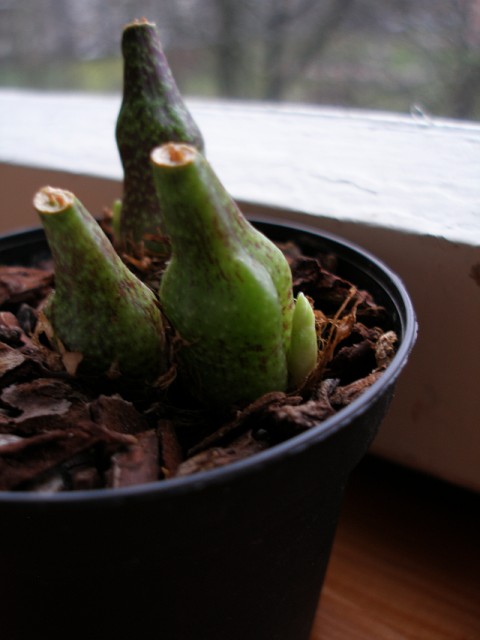 pleione_maculata1.jpg