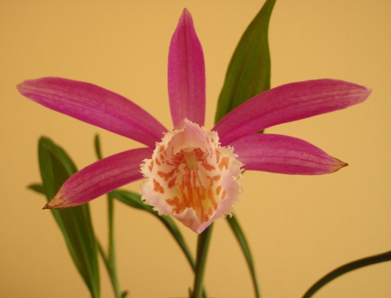 Pleione formosana 2013.05.09 1.JPG
