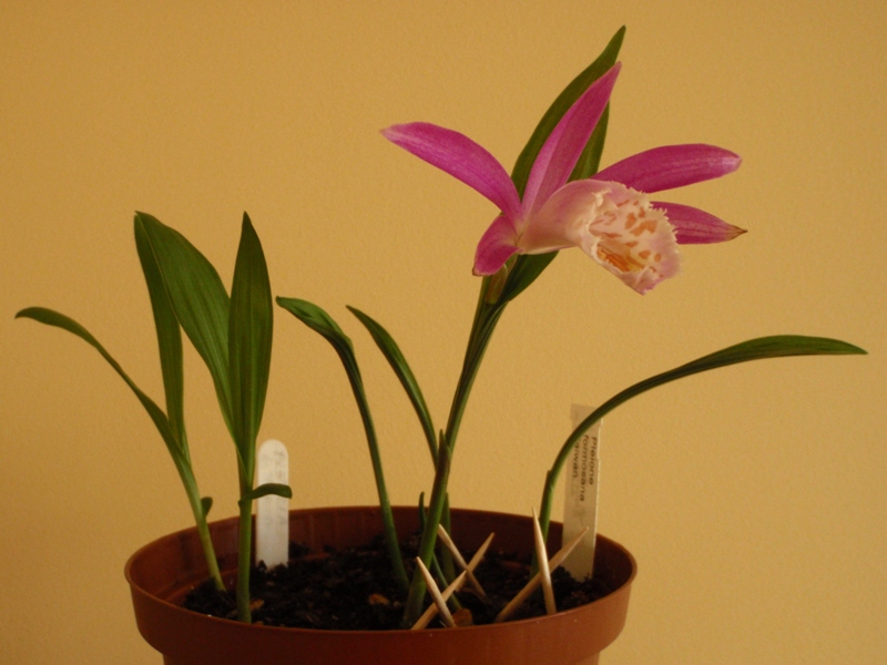 Pleione formosana 2013.05.09 5.JPG
