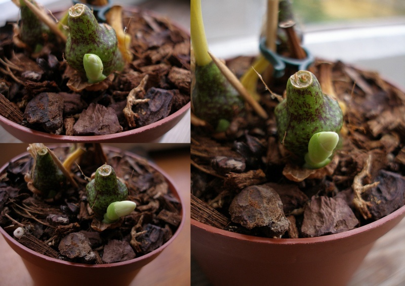 Pleione maculata pumpuras.jpg