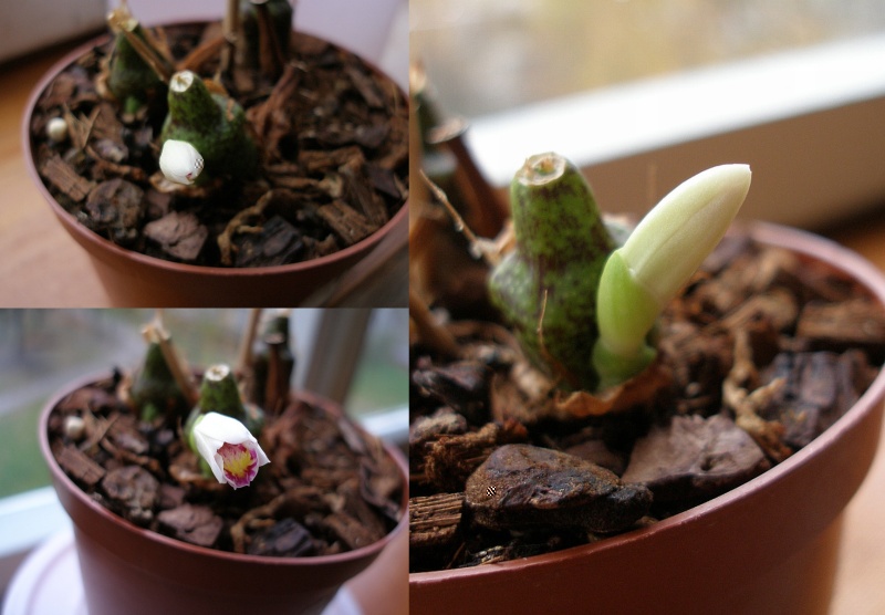 Pleione maculata pumpuras1.jpg