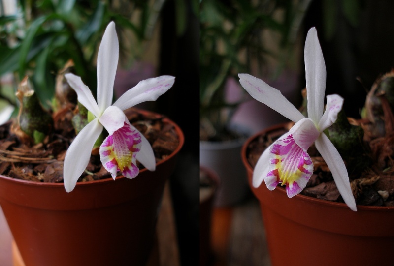 Pleione maculata_.jpg