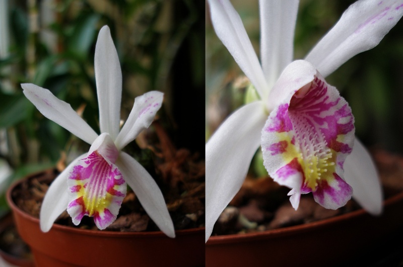 Pleione maculata_1.jpg