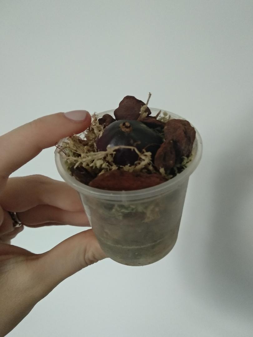 pleione.jpg