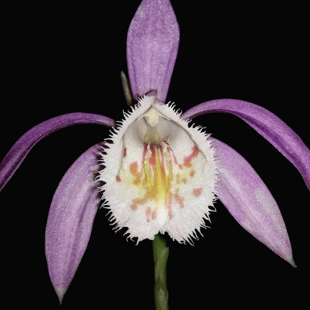 pleione.jpg
