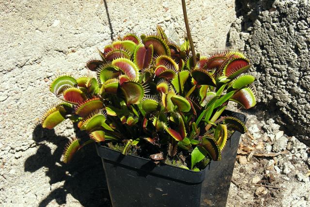 Dionaea muscipula 'All red' 17.jpg