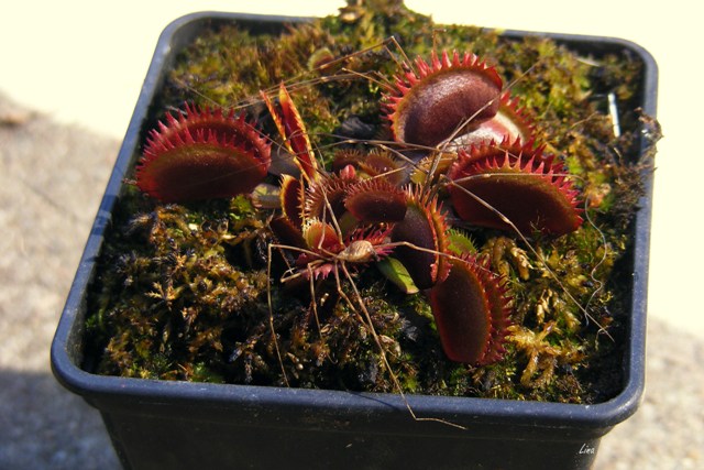 Dionaea muscipula 'Bohemian garnet' 17.jpg