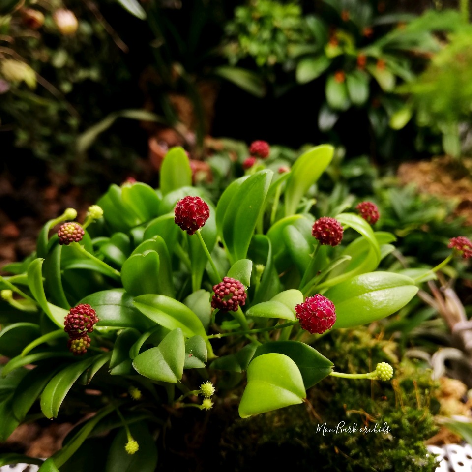 Platystele umbellata