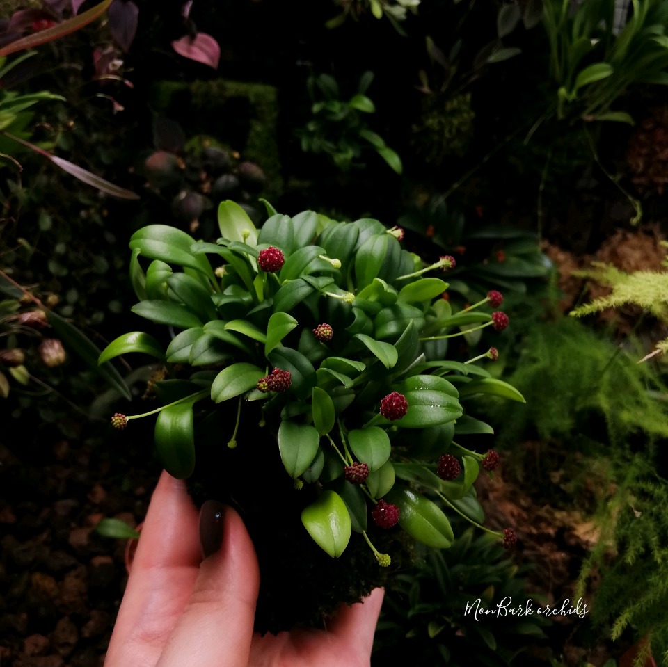 Platystele umbellata