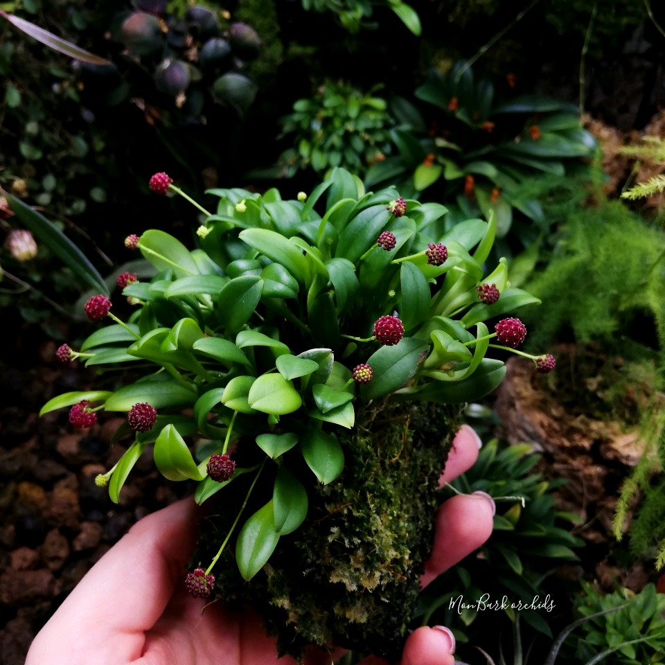 Platystele umbellata
