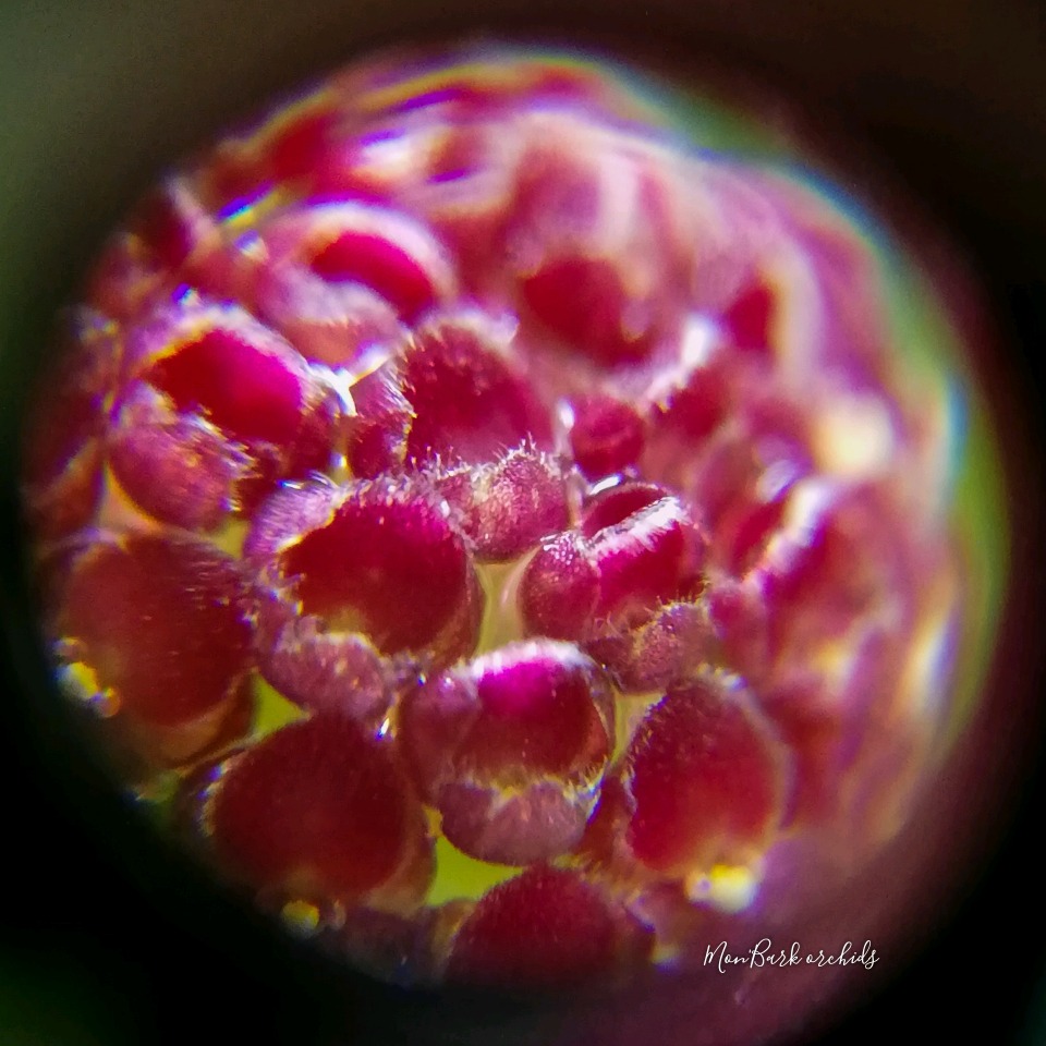 Platystele umbellata