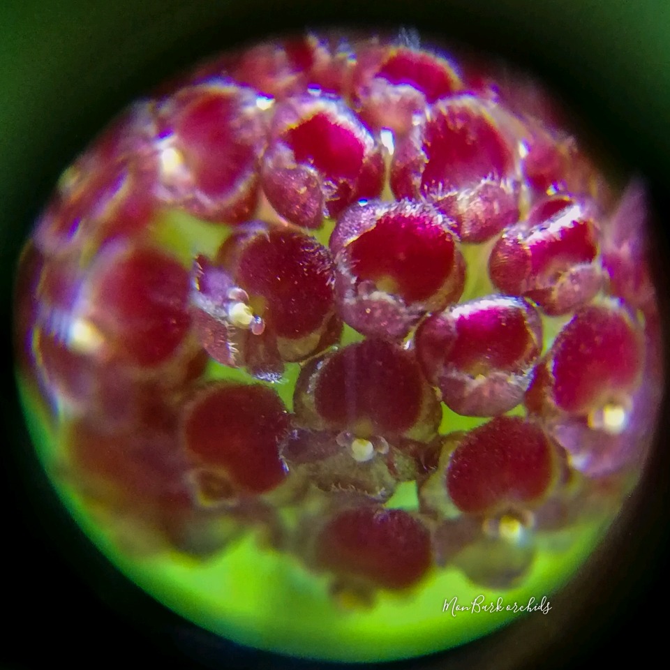 Platystele umbellata