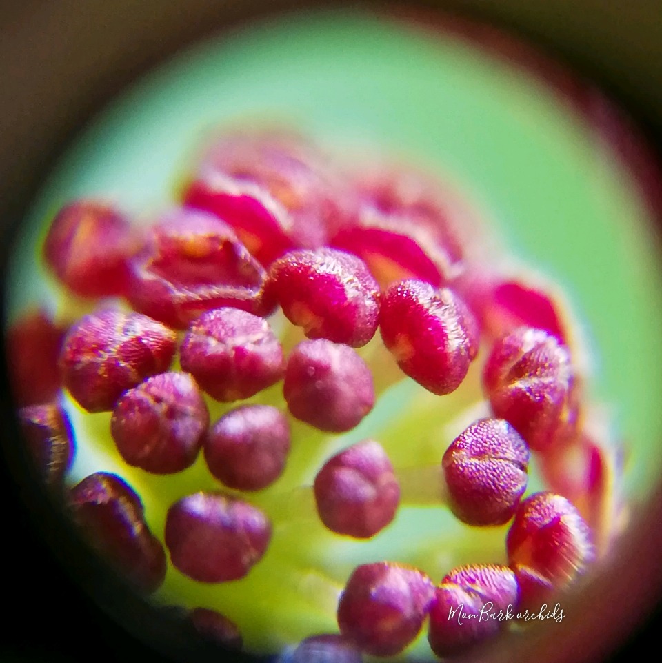 Platystele umbellata
