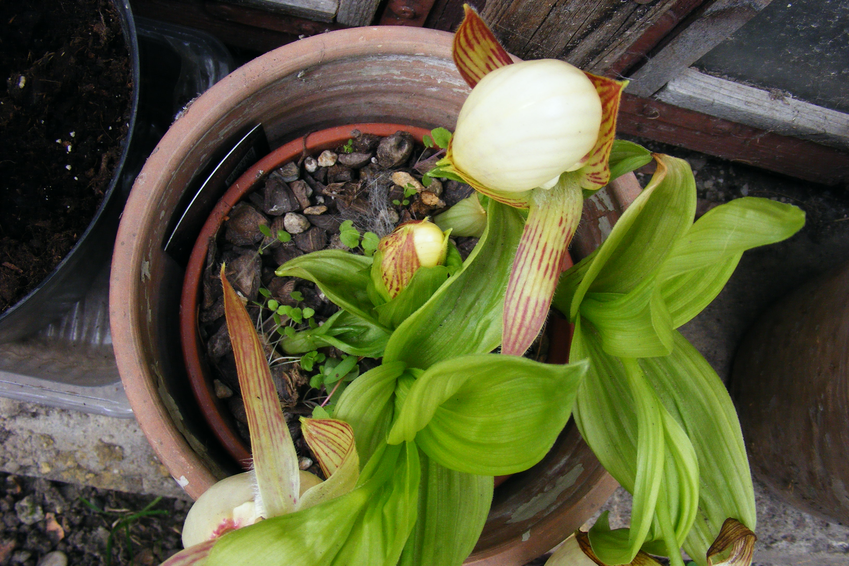 DSCF5779.JPG