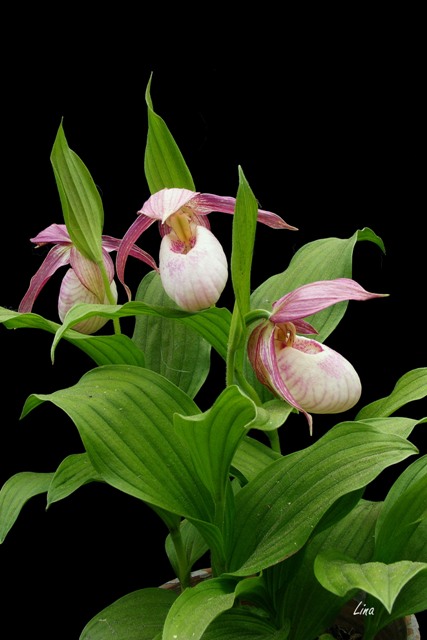 Cypripedium Kentucky pink blush'17.05.17..jpg