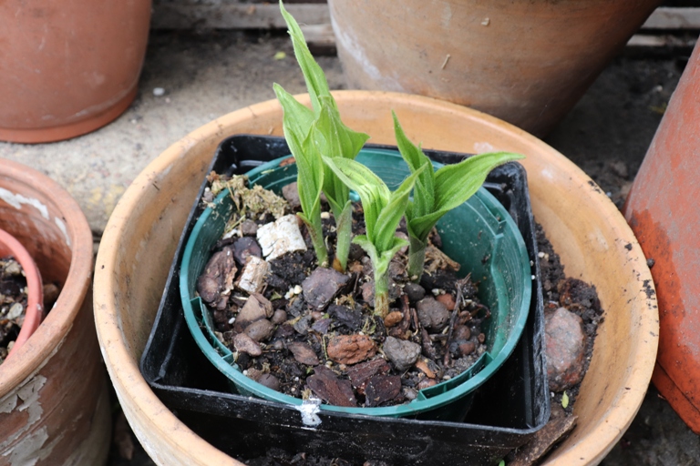 Cypripedium `Lothar pinkepank.JPG