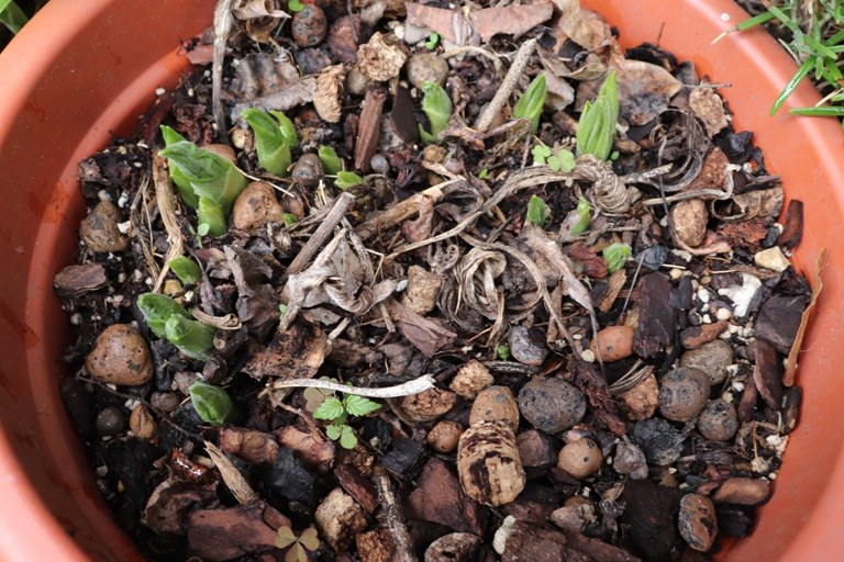 Cypripedium hybrid.JPG