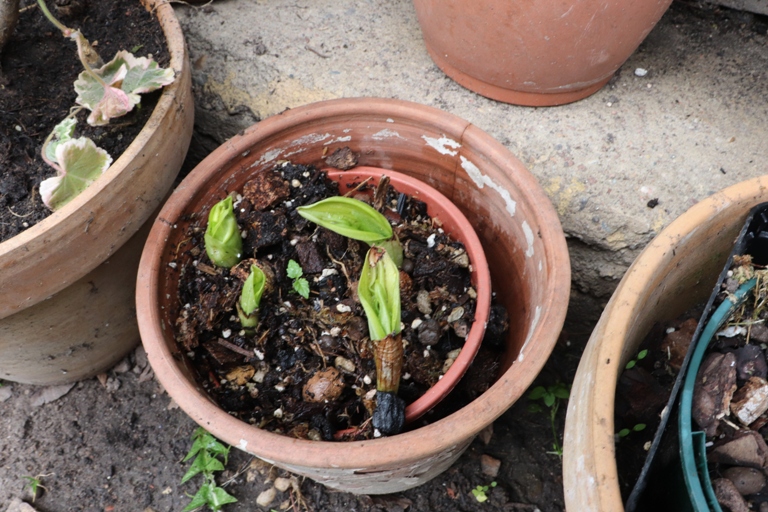 Cypripedium Kentucky maxi.JPG