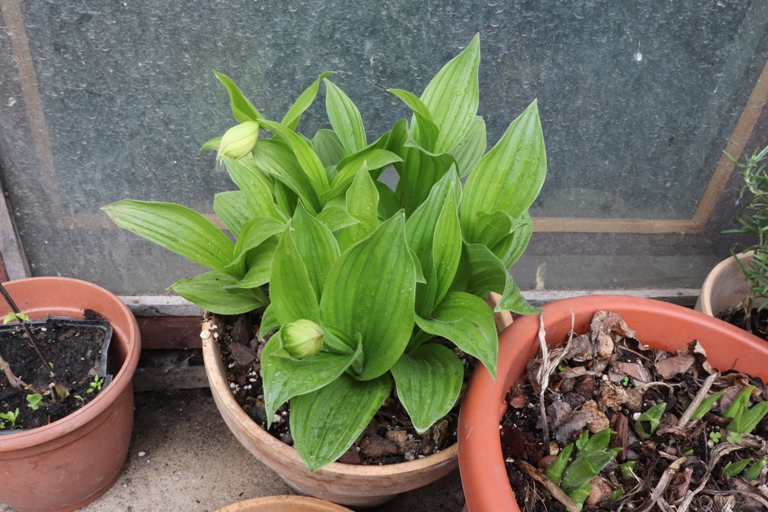 Cypripedium Kentucky pink blush.JPG