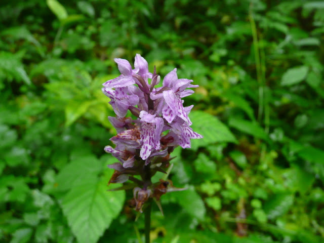 P1050429.JPG