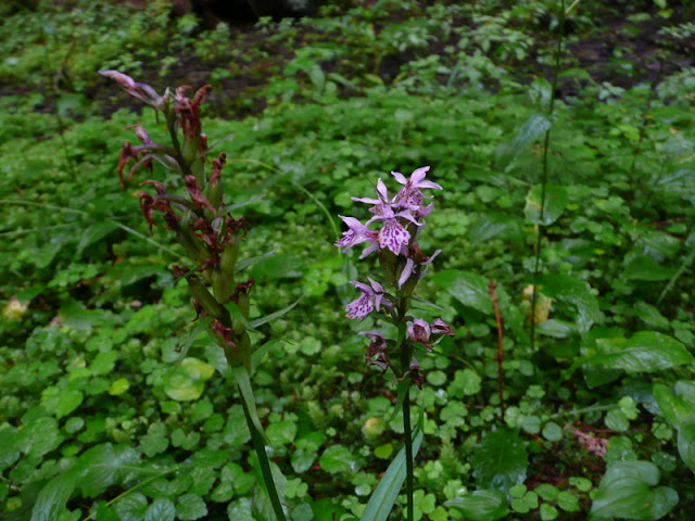 P1050451.JPG