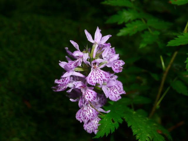 P1050474.JPG