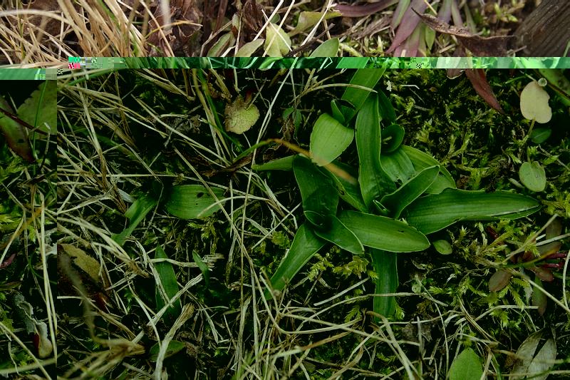 orchis morio.JPG