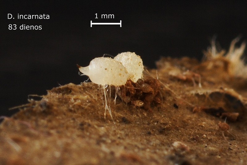 D incarnata 83.jpg