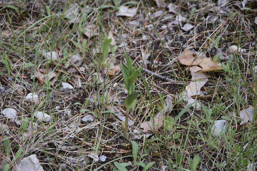 skiautalupis placialapis.jpg