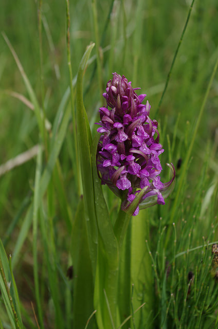 Dactylorhiza incarnata web1.jpg