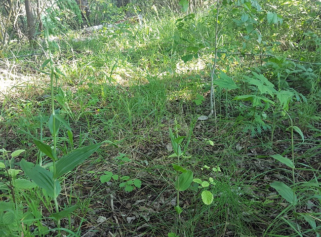 20170714_182052.jpg