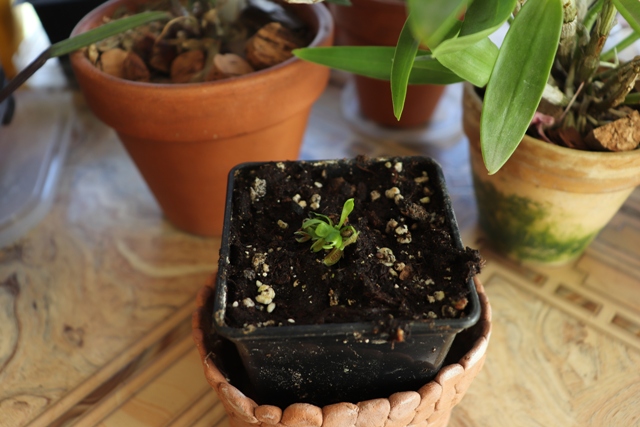 Dionaea PHALANX.JPG