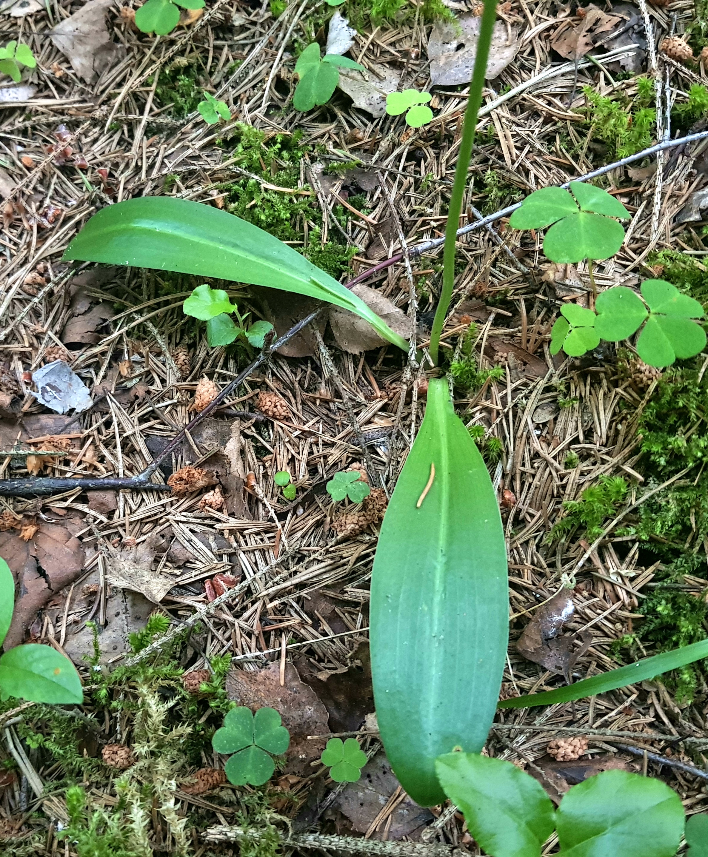 20190618_235620.jpg