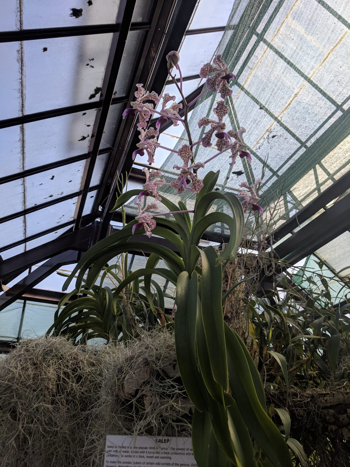 IMG-20190419-WA0012.jpg