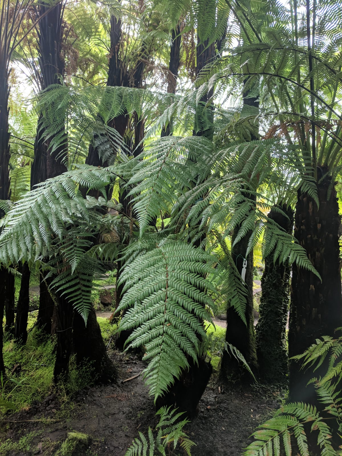 IMG-20190419-WA0004.jpg