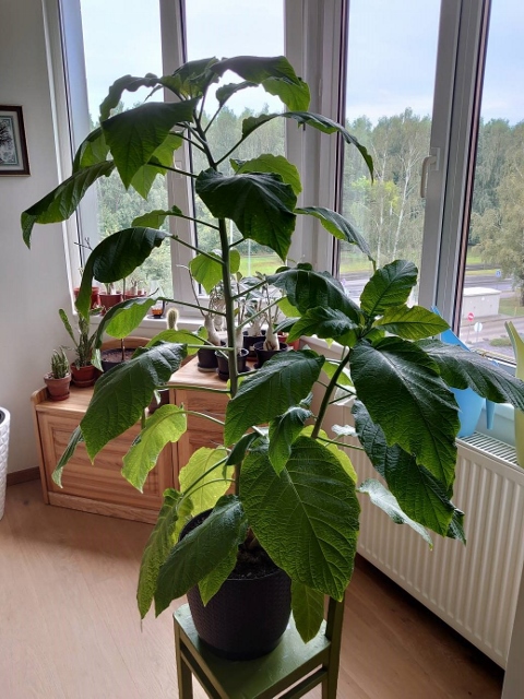 brugmansija (480x640).jpg