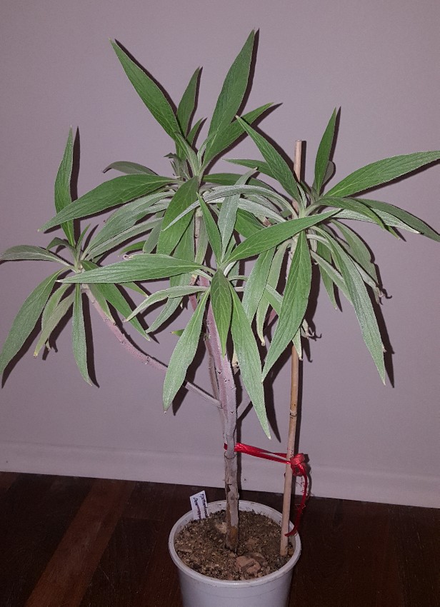PicsArt_01-05-06.39.00.jpg