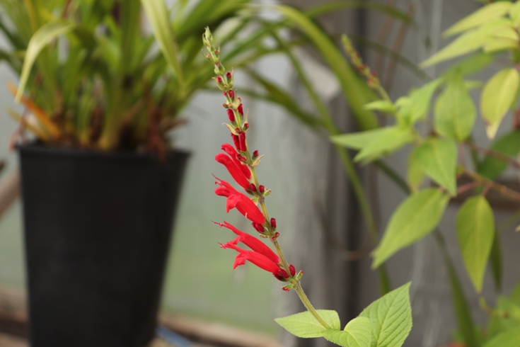 Ananasinis šalavijas (Salvia rutilans) (1).JPG