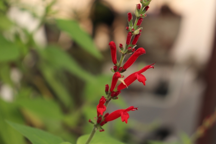 Ananasinis šalavijas (Salvia rutilans) (2).JPG