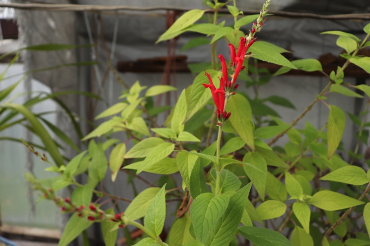 Ananasinis šalavijas (Salvia rutilans) (4).JPG