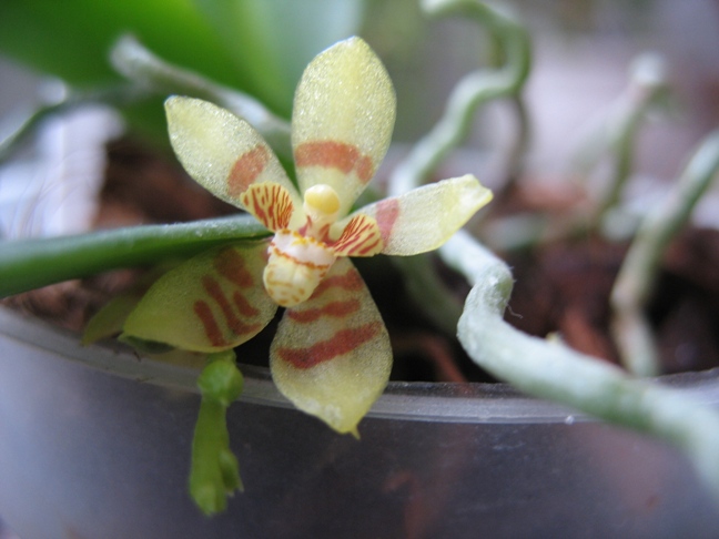 Phal manii 014.2.JPG