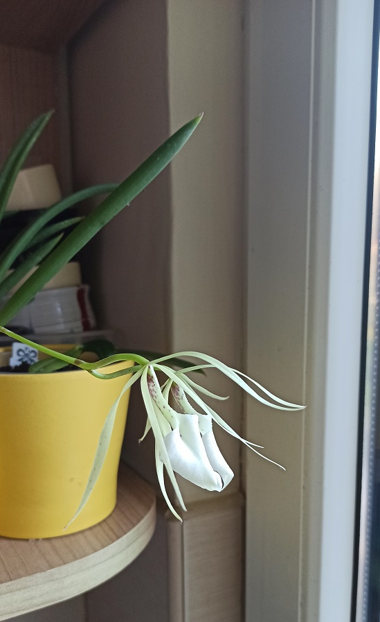 nodosa.jpg