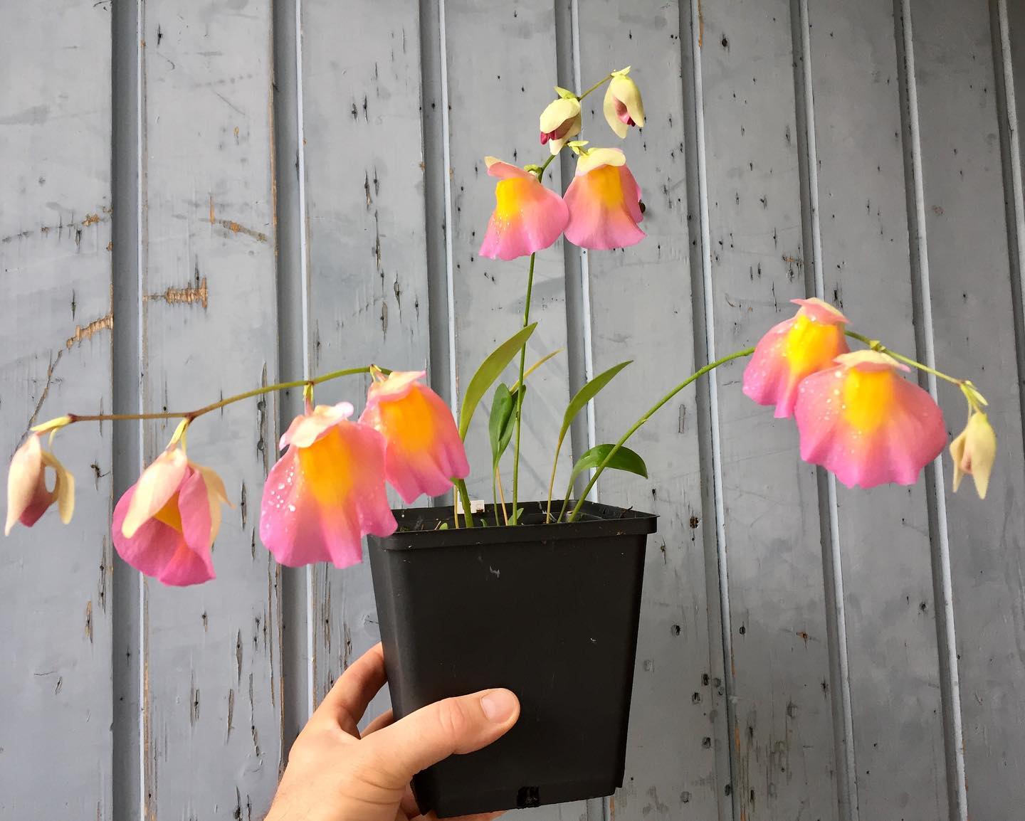 Utricularia JITKA.jpg
