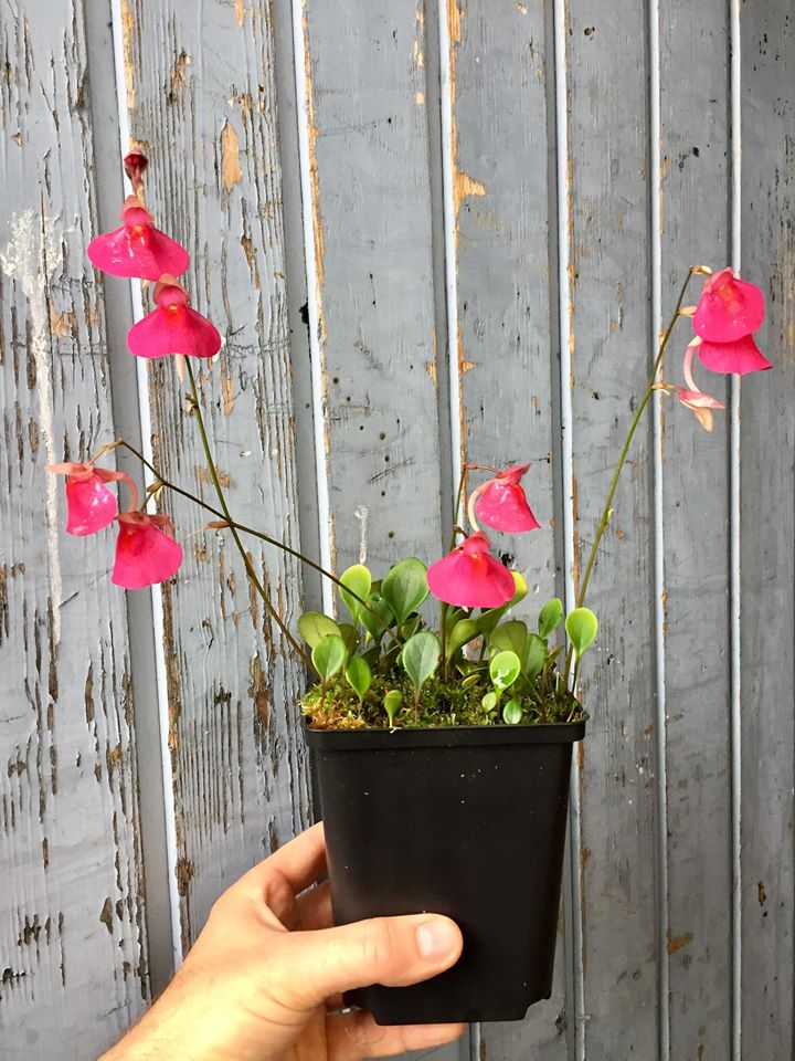 utricularia quelchii.jpg