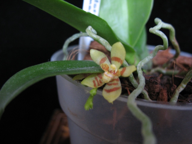Phal manii 002.2.JPG