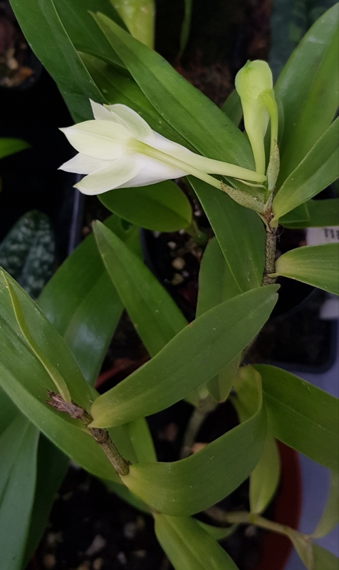 Dendrobium longicornu x chapaense.jpg