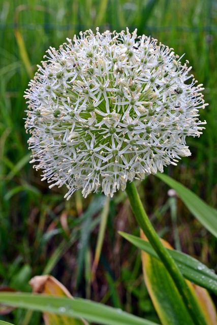 DSC_4922.JPG