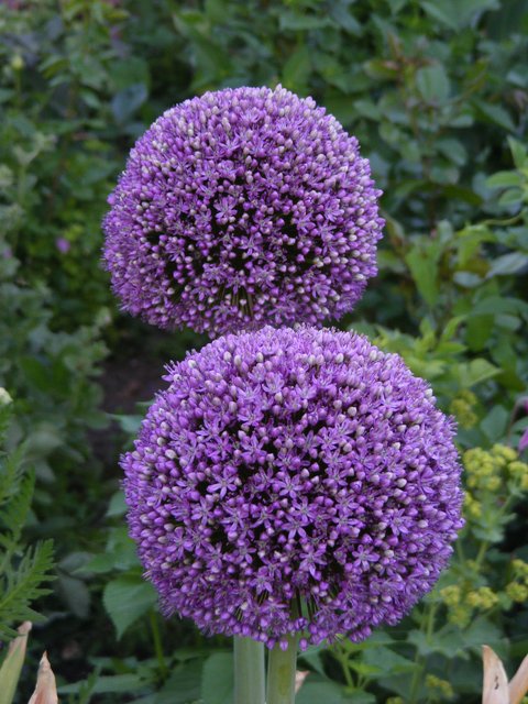 Allium 'Ambassador'18.05.30..jpg