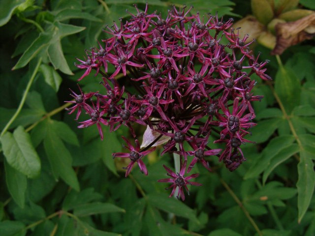 Allium atropurpureum'18.jpg
